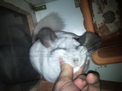 Auch Chinchillas mögen eine schöne Gesichtsmassage! Auch Chinchillas mögen eine schöne Gesichtsmassage!